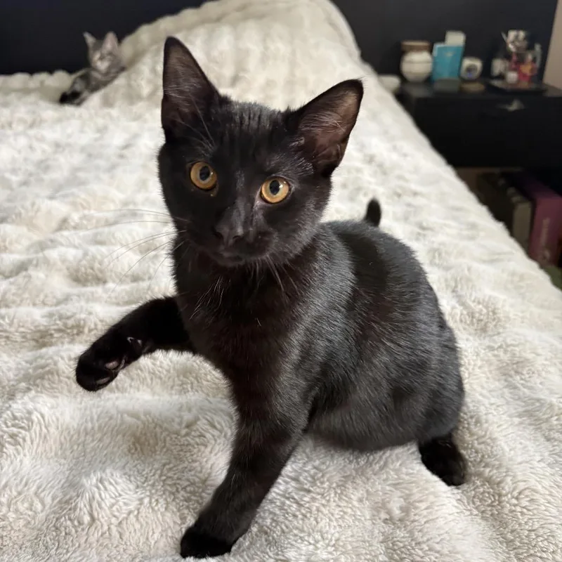 A baby small-sized female Black Domestic Short Hair cat named Panther for adoption in Spokane, WA