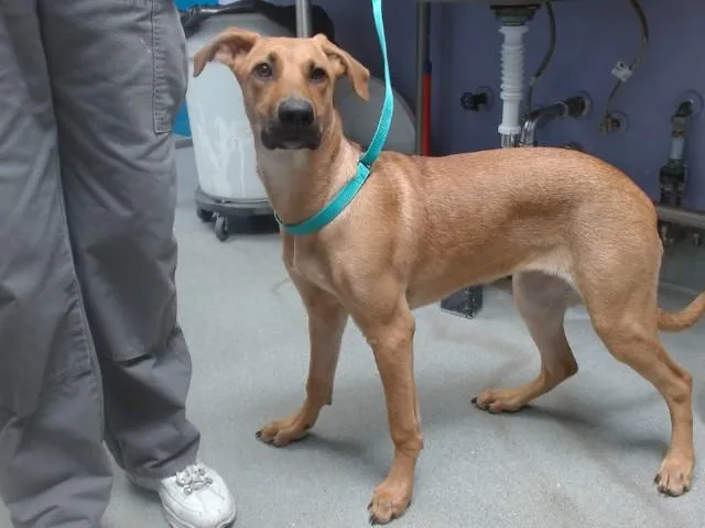 A young small-sized female German Shepherd Dog dog named Lana for adoption in Albuquerque, NM