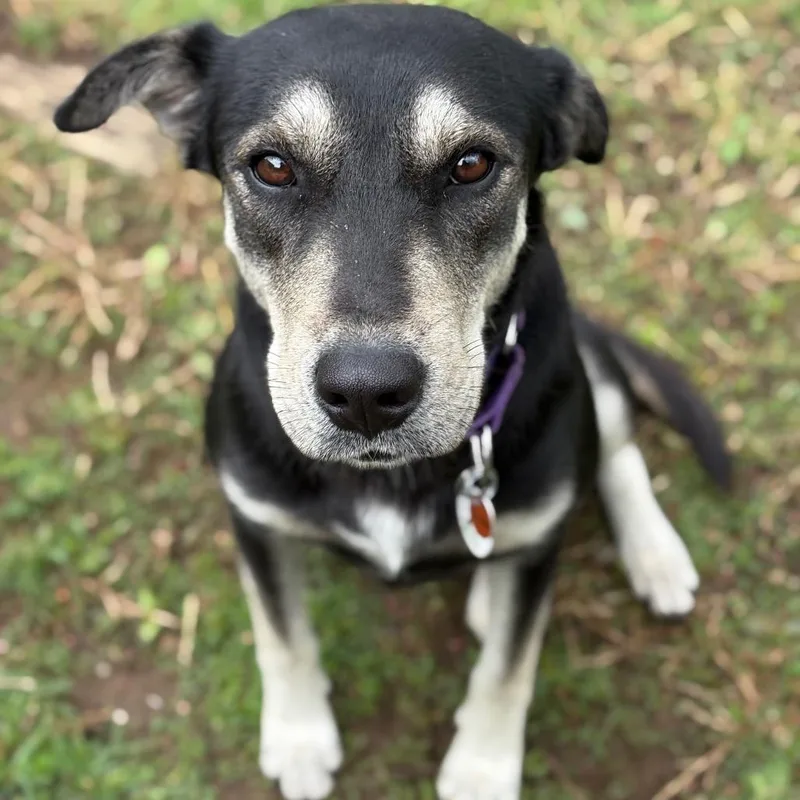 An adult medium-sized female Black Labrador Retriever dog named Juno for adoption in New Fairfield, CT