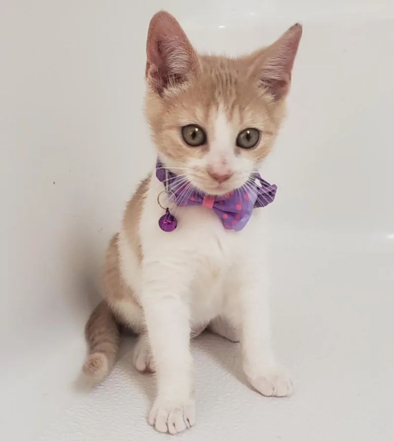 A baby small-sized female Domestic Short Hair cat named Meadow for adoption in San Antonio, TX
