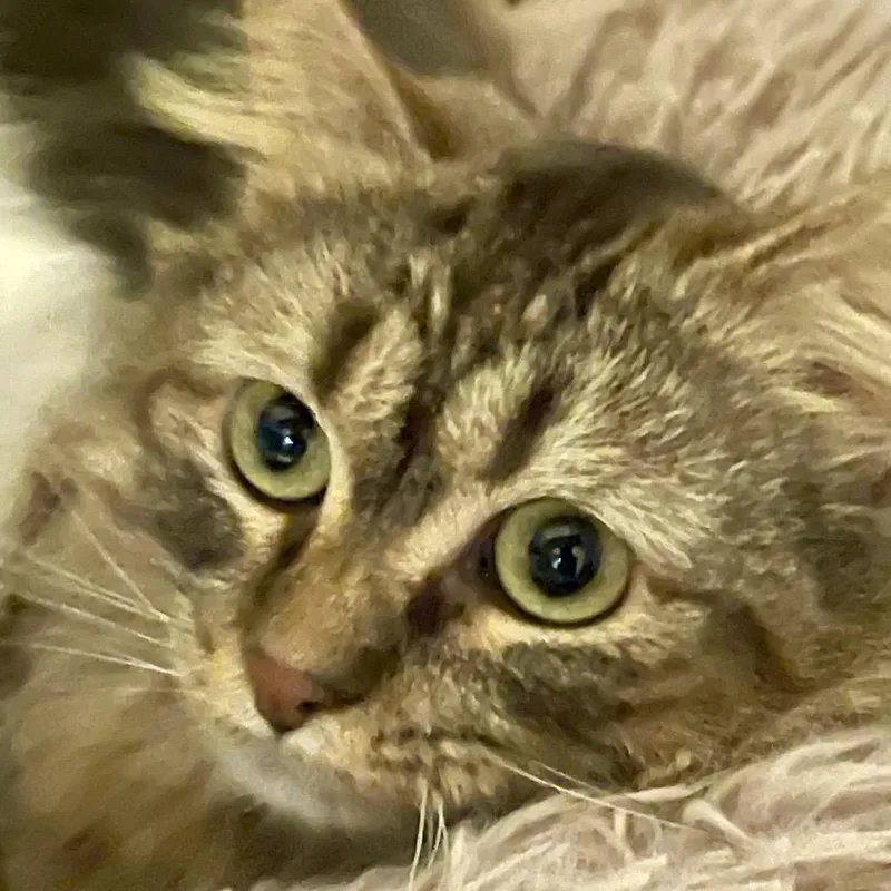 Cleopatra thumbnail 2