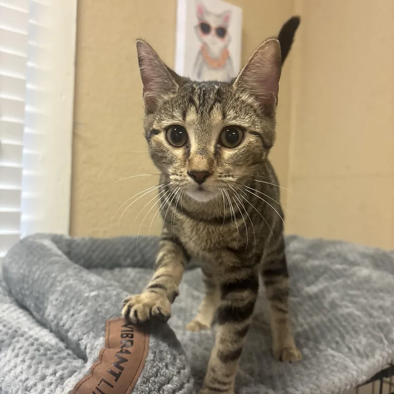 A baby small-sized female Tabby (Brown / Chocolate) Domestic Short Hair cat named Bao for adoption in Statesboro, GA