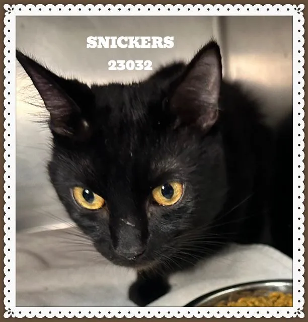 A young medium-sized male Black Domestic Short Hair cat named Snickers for adoption in Marietta, GA
