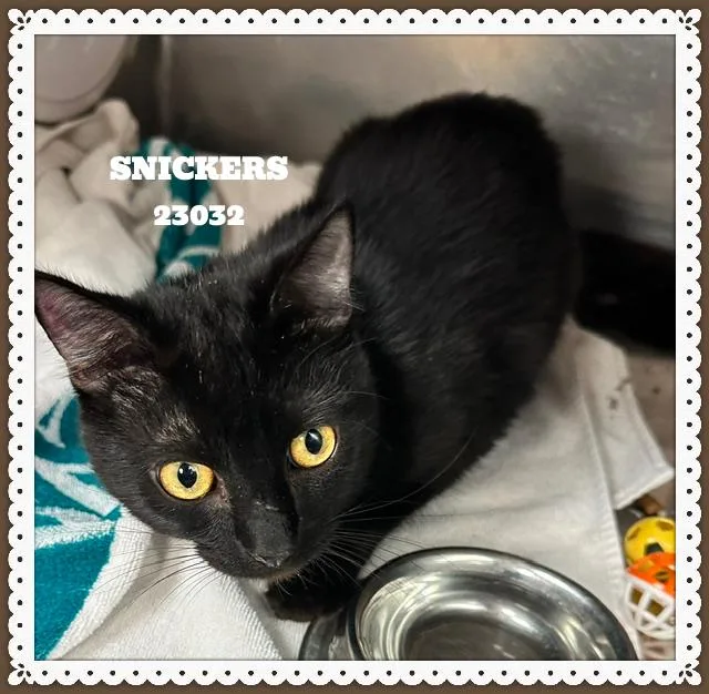 Snickers thumbnail 3