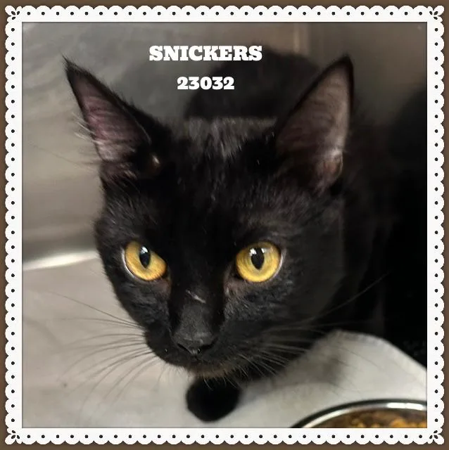 Snickers thumbnail 4