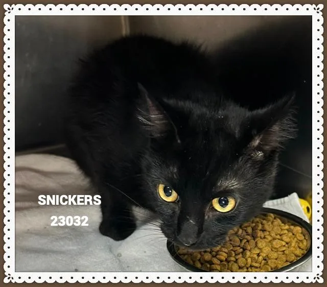 Snickers thumbnail 5