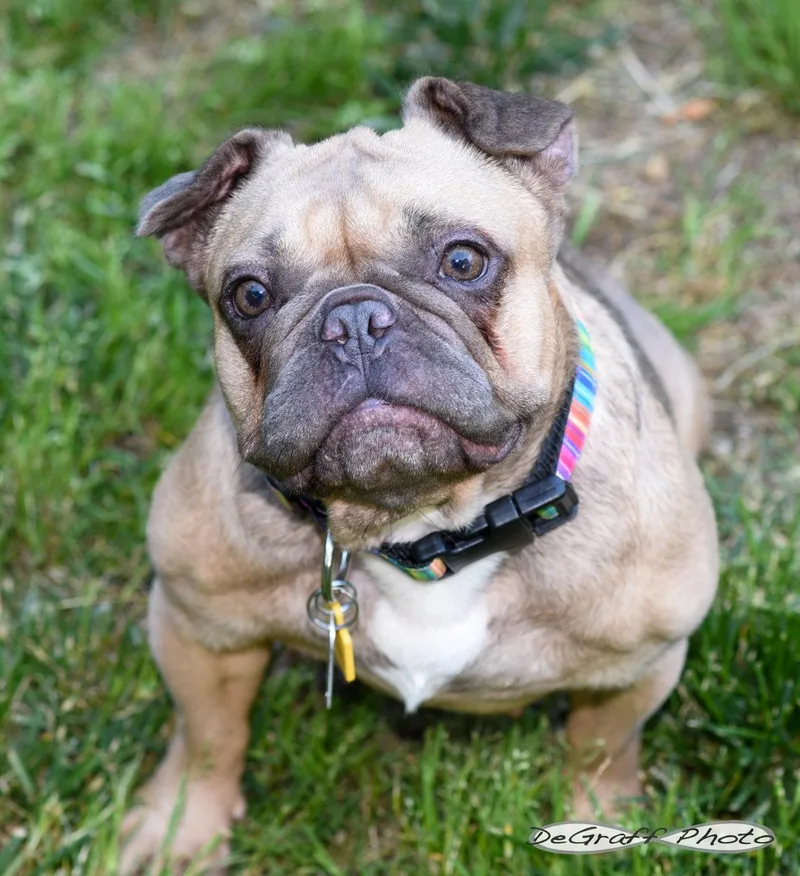An adult small-sized female French Bulldog dog named Etta for adoption in Pittsboro, NC