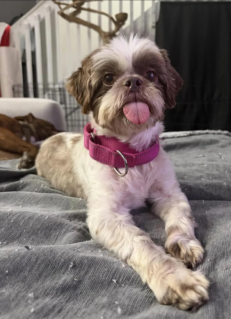 Bella