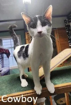 A young medium-sized male Black & White / Tuxedo Domestic Short Hair cat named Cowboy for adoption in Crossville, TN