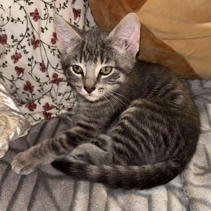 A baby medium-sized male Domestic Short Hair cat named Cody for adoption in Valparaiso, IN