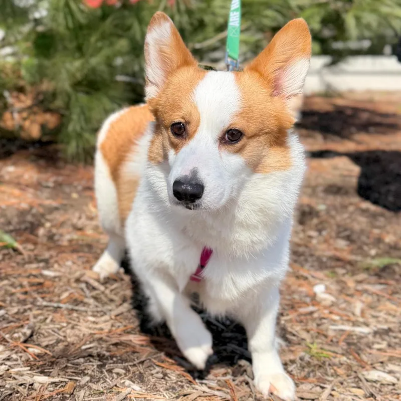 Khloe Corgdashian