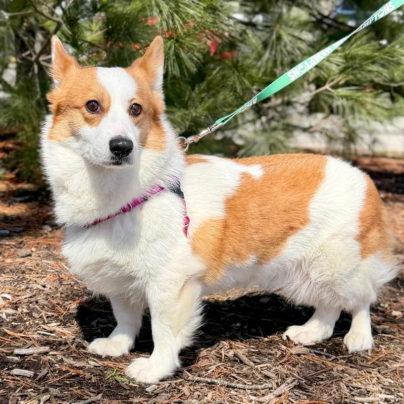 Khloe Corgdashian thumbnail 2