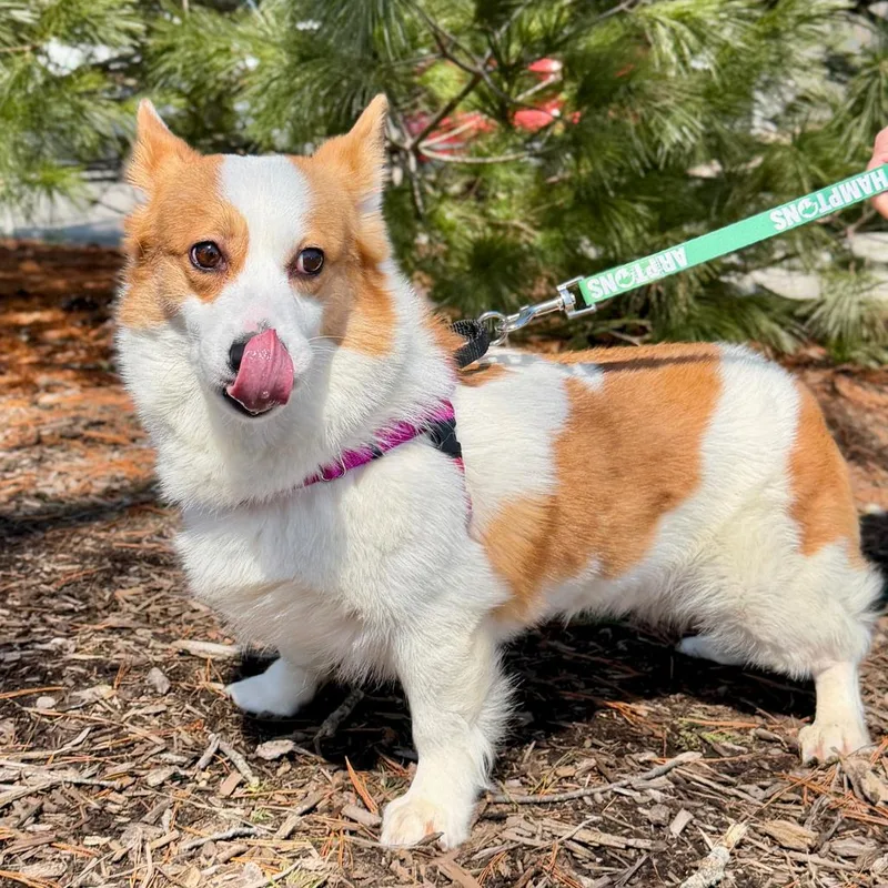 Khloe Corgdashian thumbnail 4