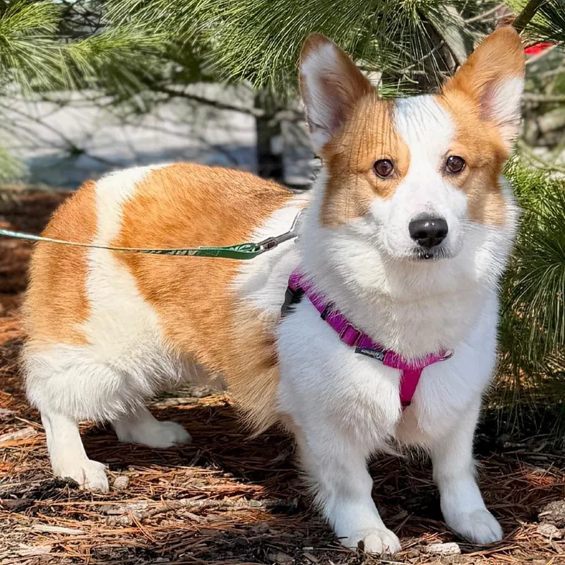 Khloe Corgdashian thumbnail 6