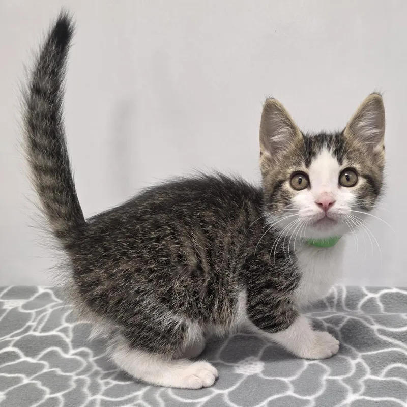 A baby small-sized male Gray / Blue / Silver Domestic Short Hair cat named Danny for adoption in Fort Wayne, IN