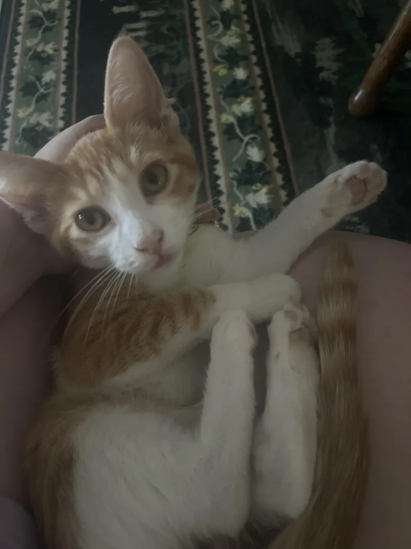 A baby medium-sized male Orange / Red Domestic Short Hair cat named Tamale for adoption in Fresno, CA