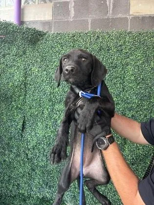 A baby large-sized male Retriever dog named 61686764 for adoption in El Paso, TX