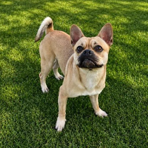 A baby small-sized male Pug dog named Spencer for adoption in Lathrop, CA