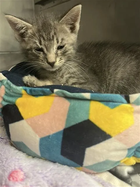 A baby small-sized male Domestic Short Hair cat named Socrates for adoption in Long Beach, CA