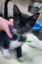 A young small-sized male Domestic Short Hair cat named Cosmo Cloud for adoption in Fishers, IN