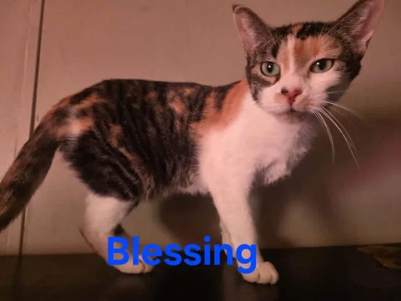 Blessing thumbnail 2