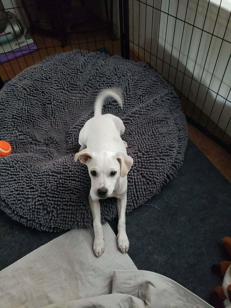 A baby small-sized male Chihuahua dog named Biscuit for adoption in Eugene, OR