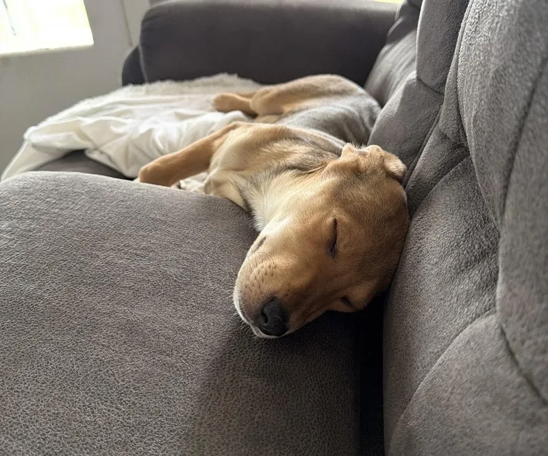 A baby medium-sized female Brown / Chocolate Hound dog named Lainey for adoption in South Bend, IN