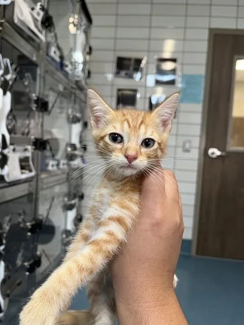 A baby small-sized male Domestic Short Hair cat named Carrot for adoption in Pearland, TX