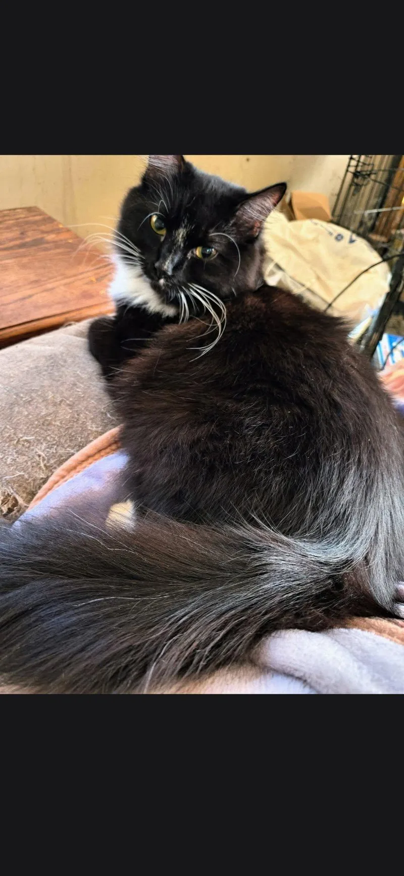 An adult medium-sized female Black & White / Tuxedo Domestic Long Hair cat named Annabelle for adoption in Maryville, TN