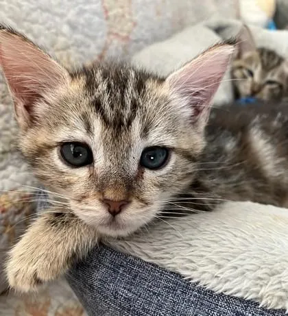 A baby small-sized male Tabby (Brown / Chocolate) Domestic Short Hair cat named Dexter for adoption in Santa Cruz, CA