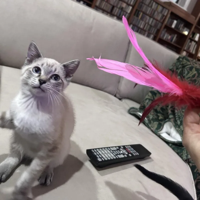A baby small-sized male Siamese cat named Llama for adoption in Evanston, IL
