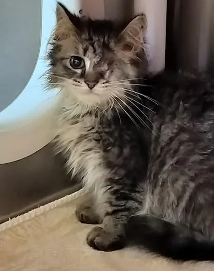 An adult small-sized male Domestic Short Hair cat named Dingle for adoption in Cincinnati, OH