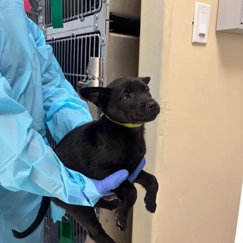 A baby small-sized female Black Shepherd dog named Red Bull for adoption in Pasadena, CA