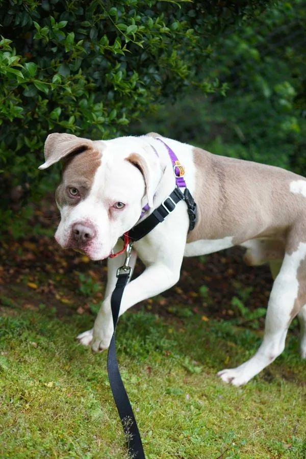 An adult large-sized male Pit Bull Terrier dog named Durbin for adoption in Vancouver, WA