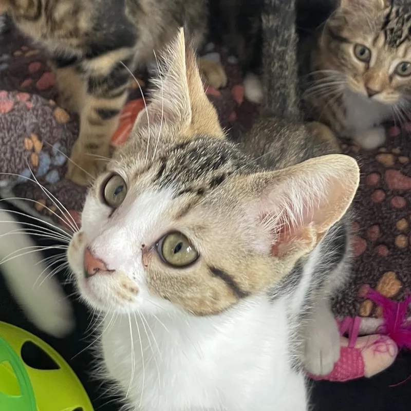 A baby small-sized male Brown / Chocolate Domestic Short Hair cat named Tech Deck for adoption in Chicago, IL