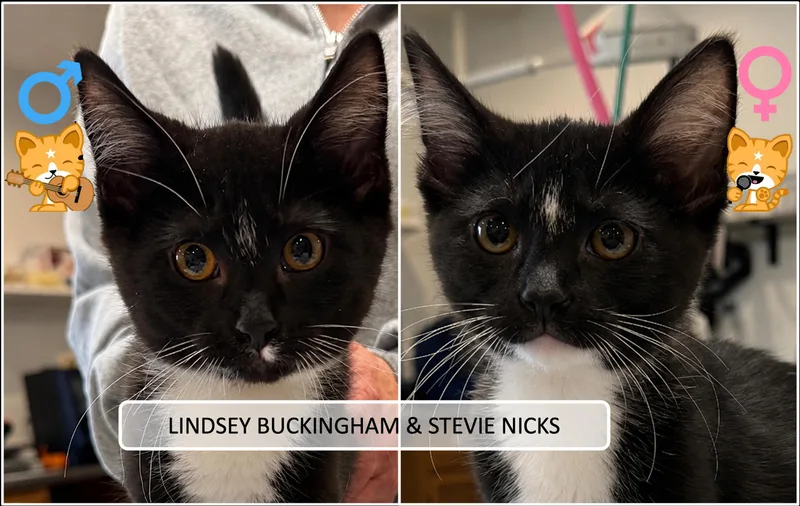 A baby medium-sized male Black & White / Tuxedo Domestic Short Hair cat named Lindsey Buckingham & Stevie for adoption in Cincinnati, OH