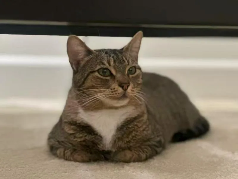 A young small-sized female Brown / Chocolate Tabby cat named Lily for adoption in Sunnyvale, CA