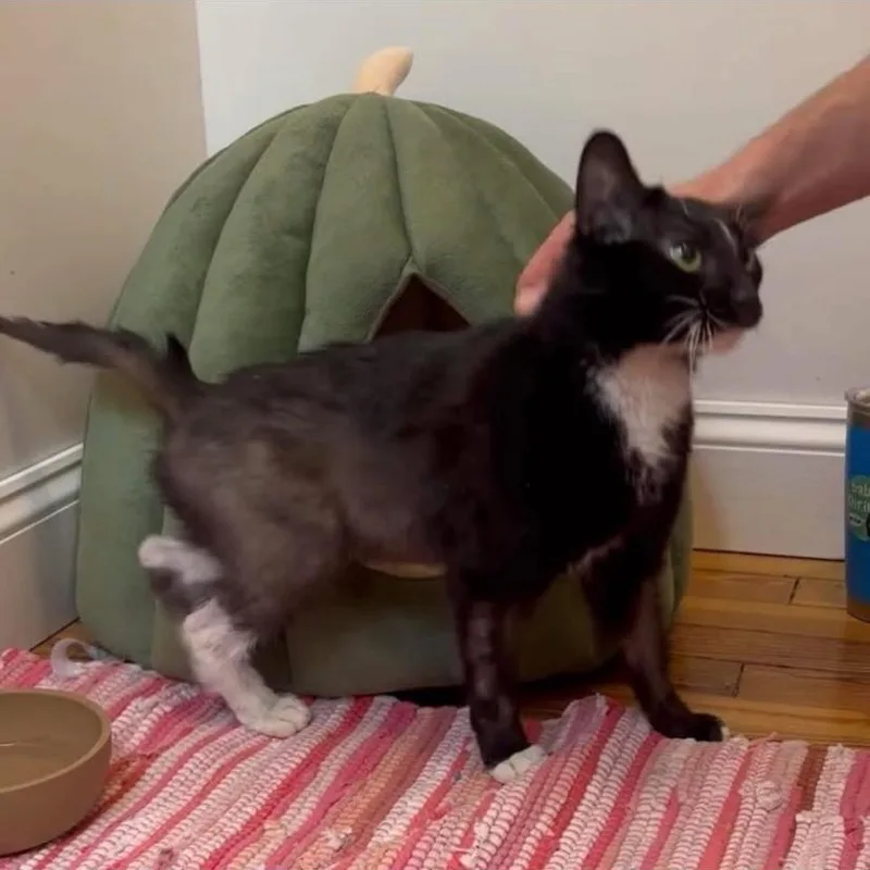 A baby medium-sized female Tuxedo cat named Sabrina for adoption in Philadelphia, PA