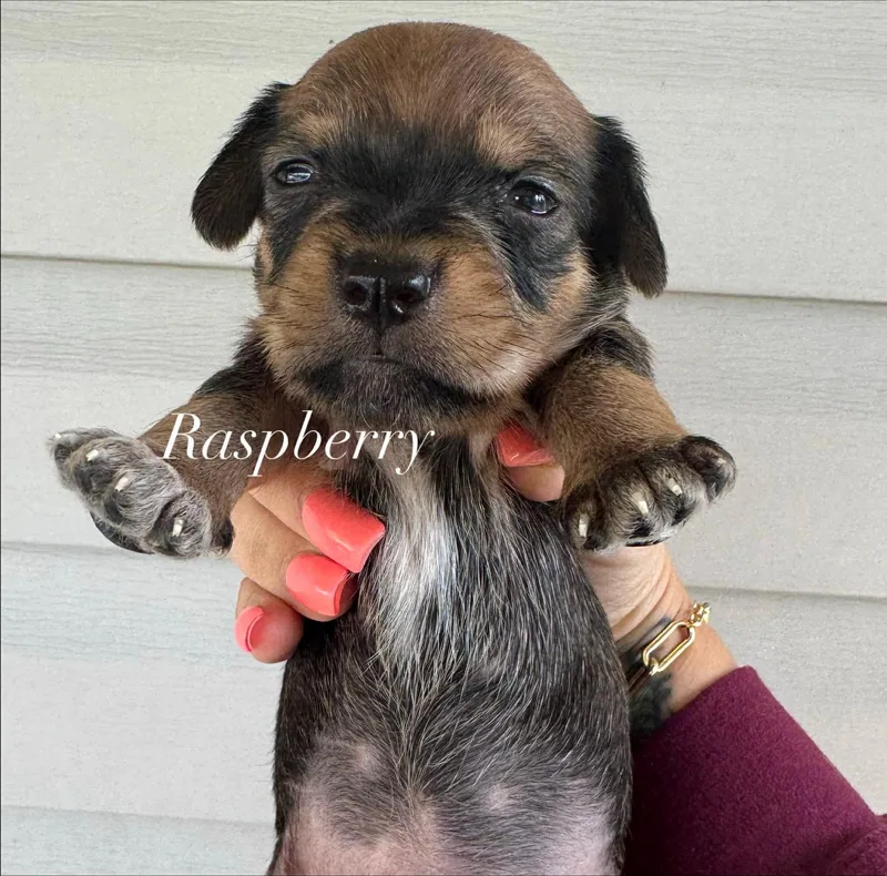 A baby small-sized male Bicolor Shih Tzu dog named Raspberry for adoption in Crosby, TX