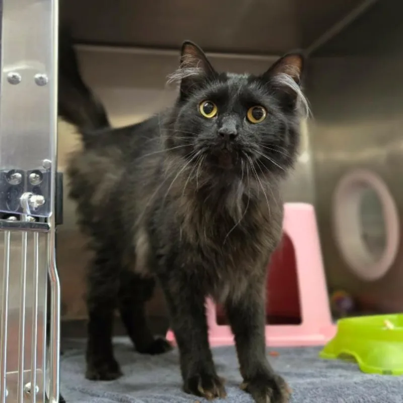 An adult large-sized male Black Domestic Long Hair cat named Tito for adoption in Hinsdale, IL