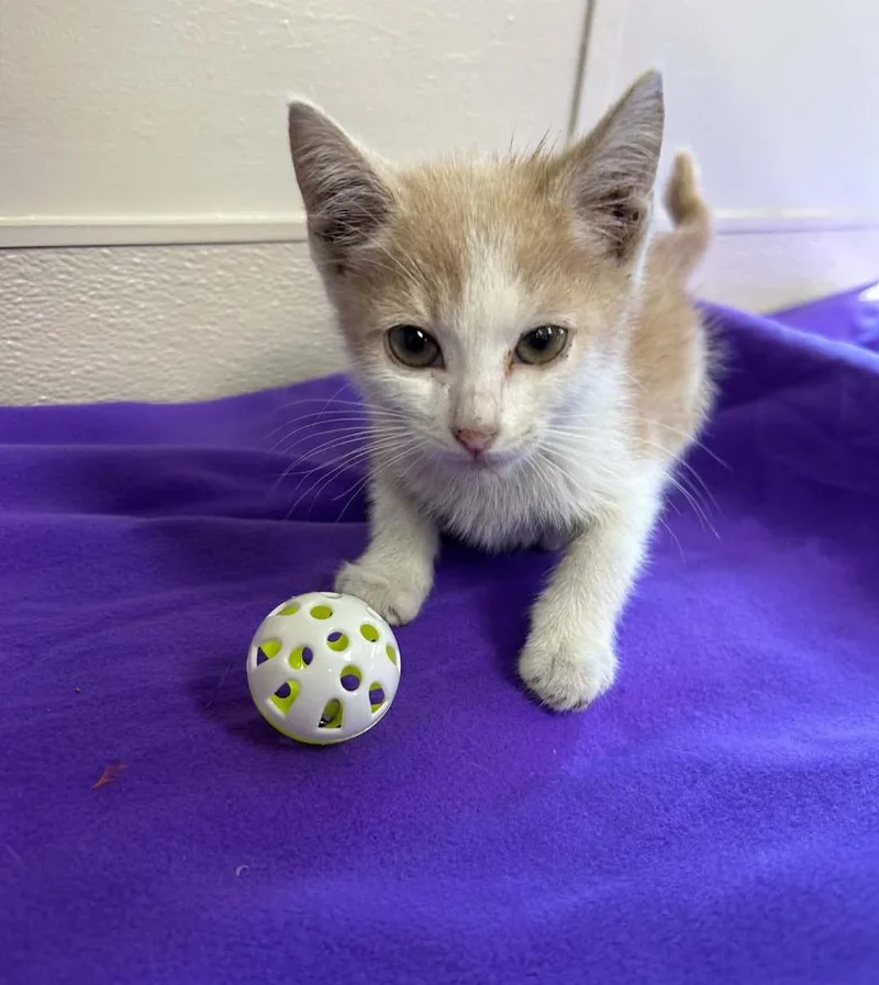 A baby small-sized male Domestic Short Hair cat named Stego for adoption in Lavonia, GA