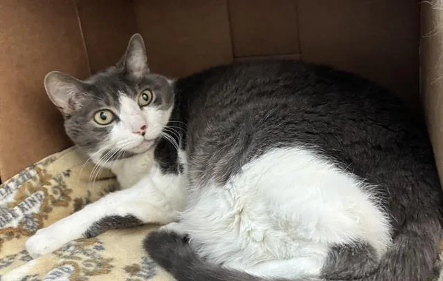 A senior medium-sized female Domestic Medium Hair cat named Chewy for adoption in Boston, MA