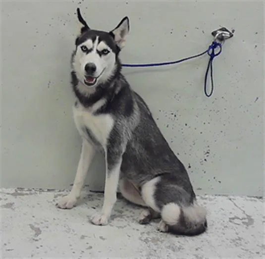 A young medium-sized female Husky dog named Athena for adoption in Houston, TX