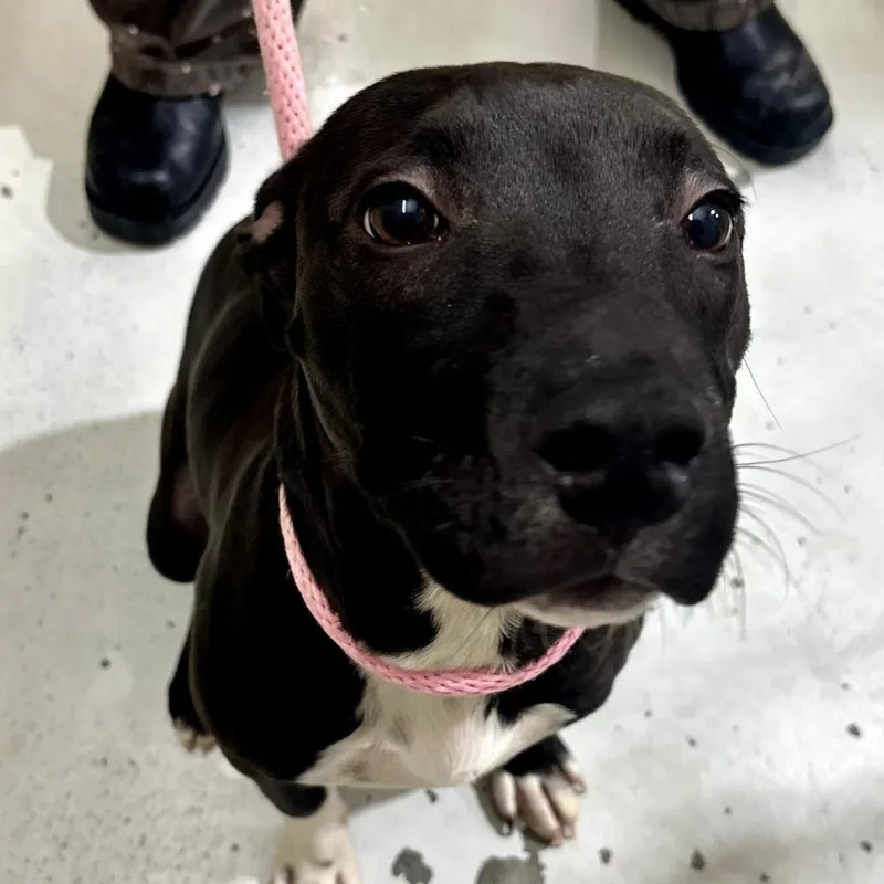 Mr. Snuggles thumbnail 2