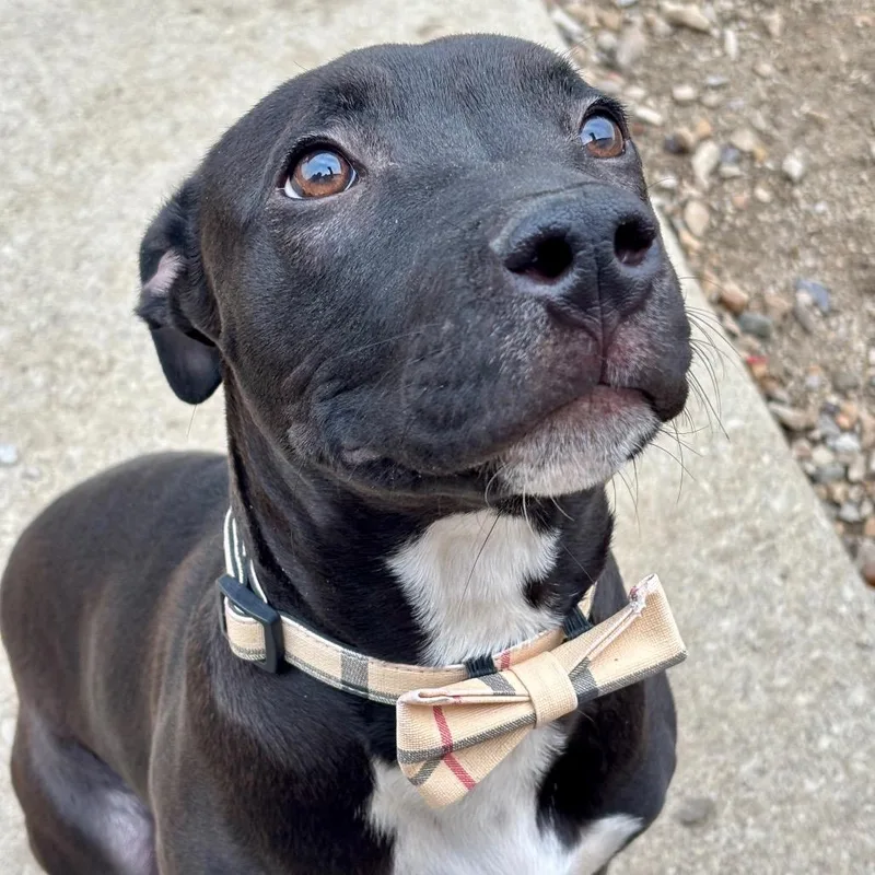 Mr. Snuggles thumbnail 3