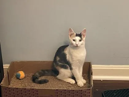 A young medium-sized female Domestic Short Hair cat named Sally for adoption in Port Republic, MD