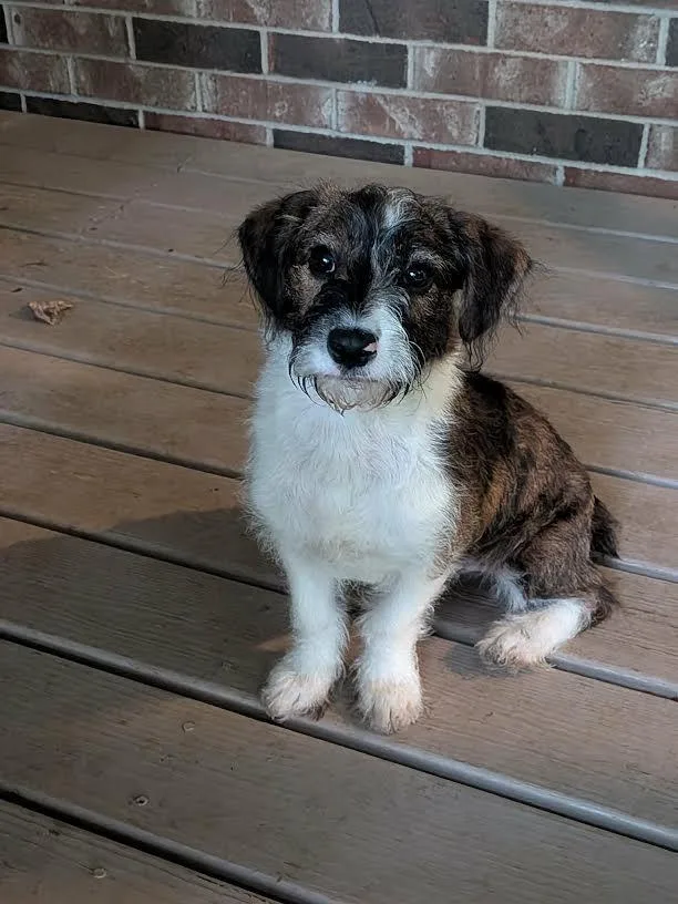 A young small-sized male Tricolor (Brown, Black, & White) Terrier dog named Teto for adoption in Chicopee, MA