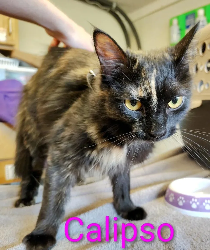 Calipso