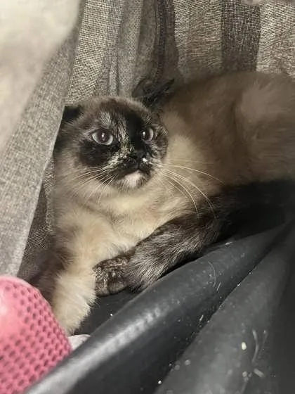 An adult medium-sized female Gray / Blue / Silver Domestic Short Hair cat named Eloise for adoption in Potsdam, NY