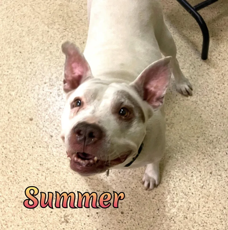 A senior large-sized female Terrier dog named Summer for adoption in Muncie, IN